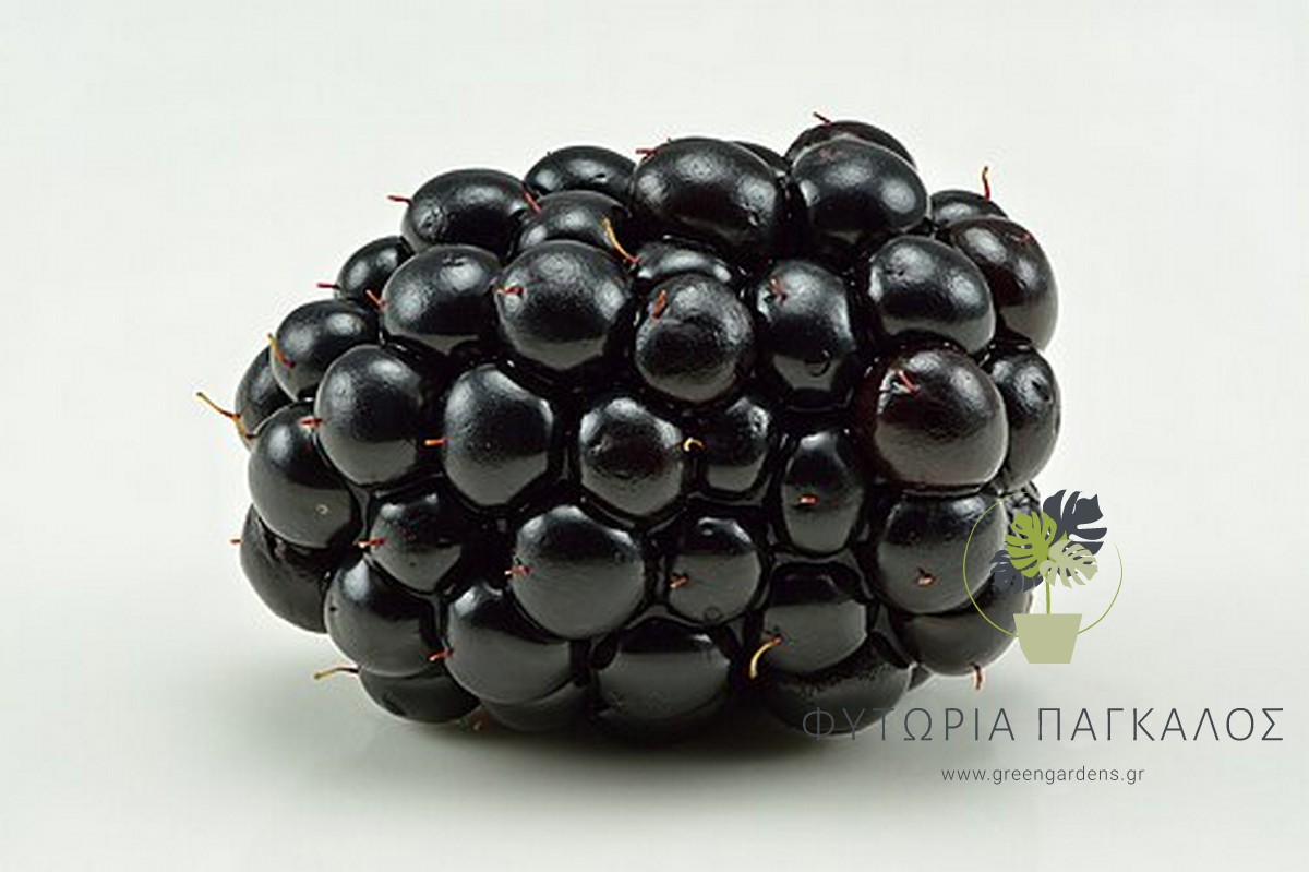 🫐 Βατόμουρο χωρίς αγκάθια (Rubus fruticosus “Thornless Evergreen”) - 2